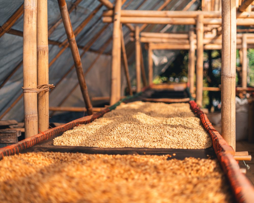 house for drying coffee, natural coffee beans are dried in the greenhouse.Parchment coffee